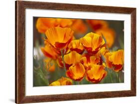 California Poppies in Bloom, Seattle, Washington, USA-Terry Eggers-Framed Photographic Print