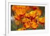 California Poppies in Bloom, Seattle, Washington, USA-Terry Eggers-Framed Photographic Print