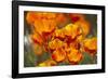 California Poppies in Bloom, Seattle, Washington, USA-Terry Eggers-Framed Photographic Print