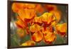 California Poppies in Bloom, Seattle, Washington, USA-Terry Eggers-Framed Photographic Print