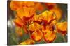 California Poppies in Bloom, Seattle, Washington, USA-Terry Eggers-Stretched Canvas