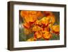 California Poppies in Bloom, Seattle, Washington, USA-Terry Eggers-Framed Photographic Print