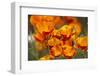 California Poppies in Bloom, Seattle, Washington, USA-Terry Eggers-Framed Photographic Print