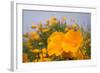 California Poppies in Montana de Oro SP, Los Osos, California-Rob Sheppard-Framed Photographic Print