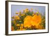 California Poppies in Montana de Oro SP, Los Osos, California-Rob Sheppard-Framed Photographic Print