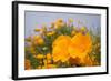California Poppies in Montana de Oro SP, Los Osos, California-Rob Sheppard-Framed Photographic Print