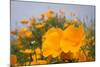 California Poppies in Montana de Oro SP, Los Osos, California-Rob Sheppard-Mounted Photographic Print