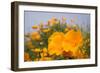 California Poppies in Montana de Oro SP, Los Osos, California-Rob Sheppard-Framed Photographic Print