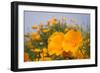 California Poppies in Montana de Oro SP, Los Osos, California-Rob Sheppard-Framed Photographic Print