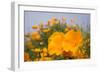 California Poppies in Montana de Oro SP, Los Osos, California-Rob Sheppard-Framed Photographic Print