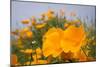 California Poppies in Montana de Oro SP, Los Osos, California-Rob Sheppard-Mounted Photographic Print