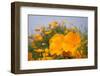 California Poppies in Montana de Oro SP, Los Osos, California-Rob Sheppard-Framed Premium Photographic Print