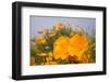 California Poppies in Montana de Oro SP, Los Osos, California-Rob Sheppard-Framed Premium Photographic Print