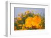 California Poppies in Montana de Oro SP, Los Osos, California-Rob Sheppard-Framed Premium Photographic Print