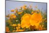 California Poppies in Montana de Oro SP, Los Osos, California-Rob Sheppard-Mounted Premium Photographic Print