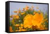 California Poppies in Montana de Oro SP, Los Osos, California-Rob Sheppard-Framed Stretched Canvas