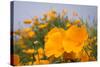 California Poppies in Montana de Oro SP, Los Osos, California-Rob Sheppard-Stretched Canvas