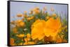 California Poppies in Montana de Oro SP, Los Osos, California-Rob Sheppard-Framed Stretched Canvas