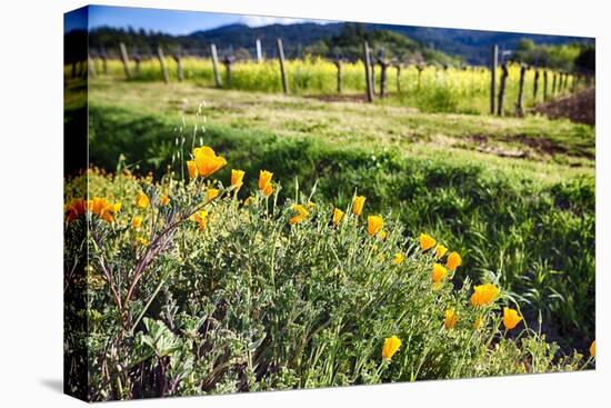 California Poppies In Napa Valley-George Oze-Stretched Canvas