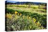 California Poppies In Napa Valley-George Oze-Stretched Canvas