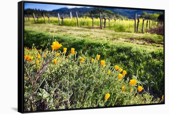 California Poppies In Napa Valley-George Oze-Framed Stretched Canvas