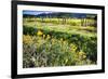 California Poppies In Napa Valley-George Oze-Framed Photographic Print