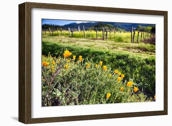 California Poppies In Napa Valley-George Oze-Framed Photographic Print