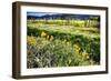 California Poppies In Napa Valley-George Oze-Framed Photographic Print