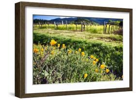 California Poppies In Napa Valley-George Oze-Framed Photographic Print