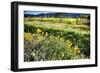 California Poppies In Napa Valley-George Oze-Framed Photographic Print