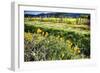 California Poppies In Napa Valley-George Oze-Framed Photographic Print