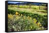 California Poppies In Napa Valley-George Oze-Framed Stretched Canvas