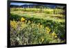 California Poppies In Napa Valley-George Oze-Framed Photographic Print