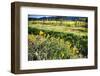 California Poppies In Napa Valley-George Oze-Framed Photographic Print