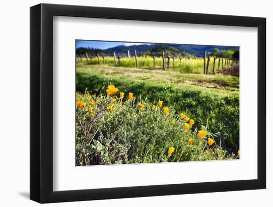 California Poppies In Napa Valley-George Oze-Framed Photographic Print