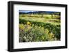 California Poppies In Napa Valley-George Oze-Framed Photographic Print