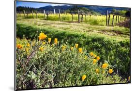 California Poppies In Napa Valley-George Oze-Mounted Photographic Print
