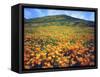 California Poppies, Lake Elsinore, California, USA-Christopher Talbot Frank-Framed Stretched Canvas