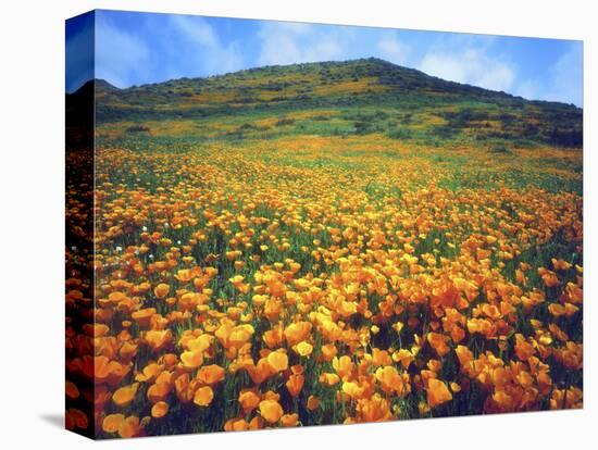 California Poppies, Lake Elsinore, California, USA-Christopher Talbot Frank-Stretched Canvas