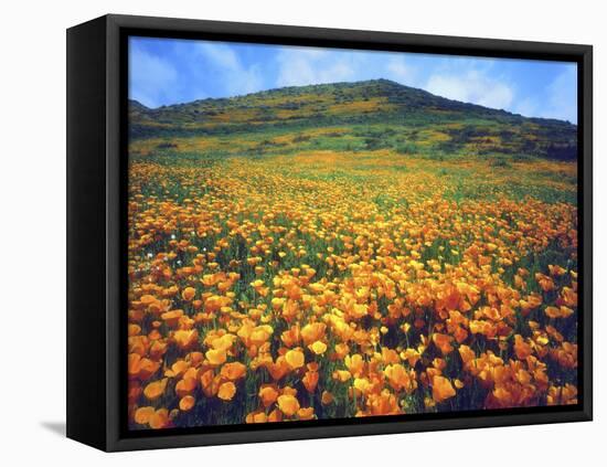 California Poppies, Lake Elsinore, California, USA-Christopher Talbot Frank-Framed Stretched Canvas