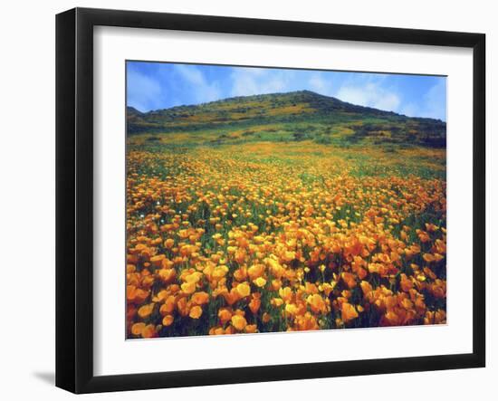 California Poppies, Lake Elsinore, California, USA-Christopher Talbot Frank-Framed Premium Photographic Print