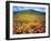 California Poppies, Lake Elsinore, California, USA-Christopher Talbot Frank-Framed Premium Photographic Print