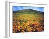 California Poppies, Lake Elsinore, California, USA-Christopher Talbot Frank-Framed Premium Photographic Print