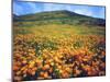 California Poppies, Lake Elsinore, California, USA-Christopher Talbot Frank-Mounted Premium Photographic Print