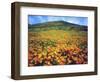 California Poppies, Lake Elsinore, California, USA-Christopher Talbot Frank-Framed Photographic Print