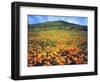 California Poppies, Lake Elsinore, California, USA-Christopher Talbot Frank-Framed Photographic Print