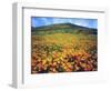 California Poppies, Lake Elsinore, California, USA-Christopher Talbot Frank-Framed Photographic Print