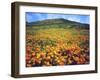 California Poppies, Lake Elsinore, California, USA-Christopher Talbot Frank-Framed Photographic Print