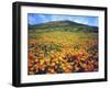 California Poppies, Lake Elsinore, California, USA-Christopher Talbot Frank-Framed Photographic Print