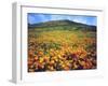 California Poppies, Lake Elsinore, California, USA-Christopher Talbot Frank-Framed Photographic Print